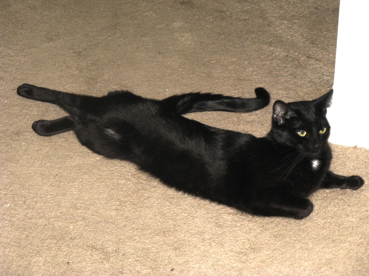 a black cat with yellow eyes lies on the carpet next to the corner