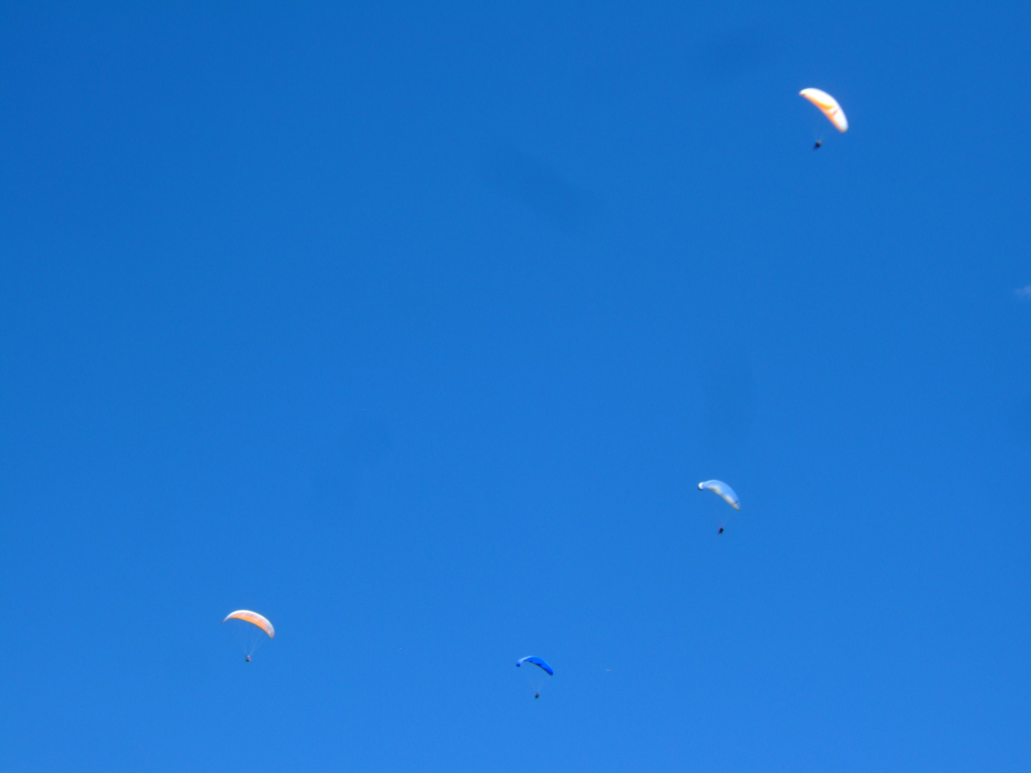 a bunch of kites flying in the air in front of a blue sky