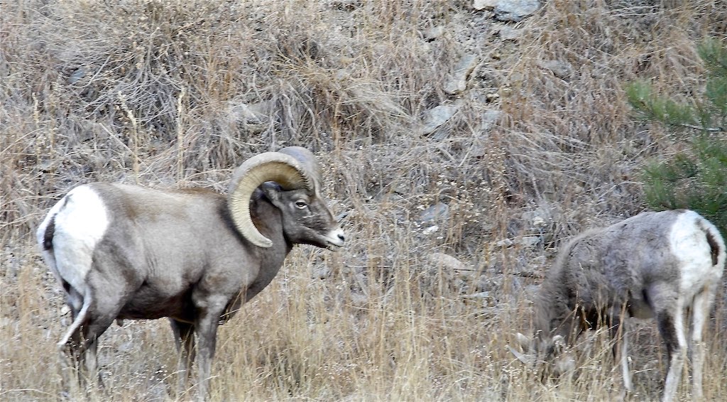 two big horn sheep standing near a pile of brush