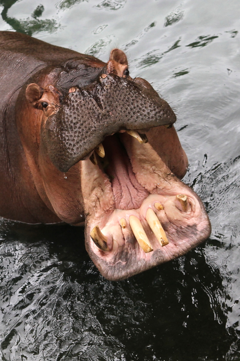 a hippopotamus that is in the water and opens his mouth