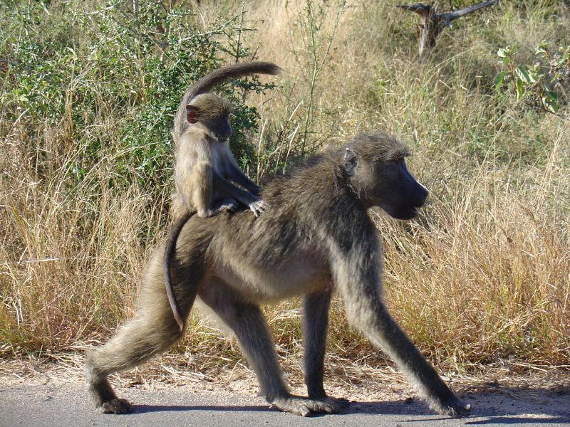 a baboon walking on its hind legs