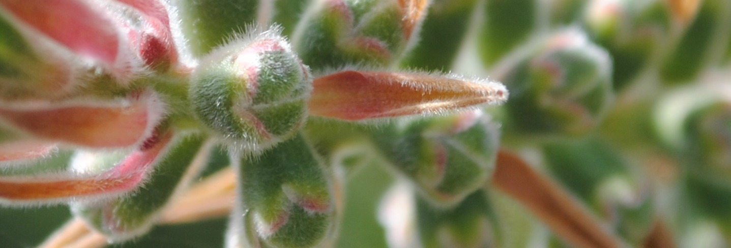 a close up view of a green, brown and orange plant