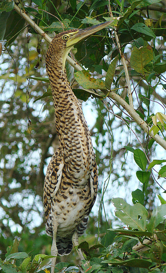 a bird is perched on top of a nch