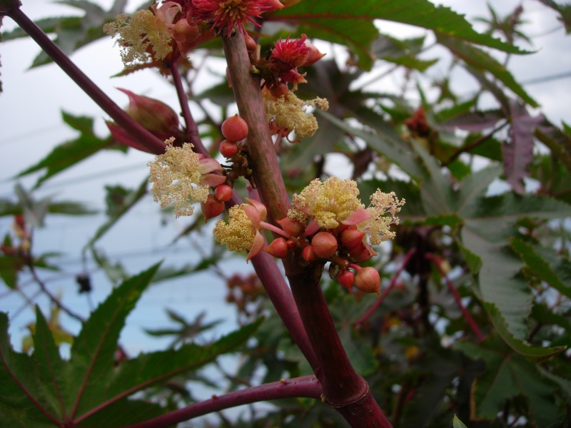 berries growing from the end of the stem of an unripe tree