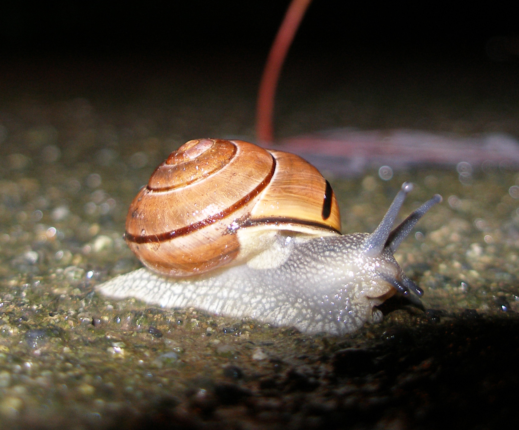 a close up of a snail laying on the ground