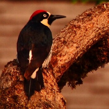 a red headed woodpecker perches on the nches of a tree