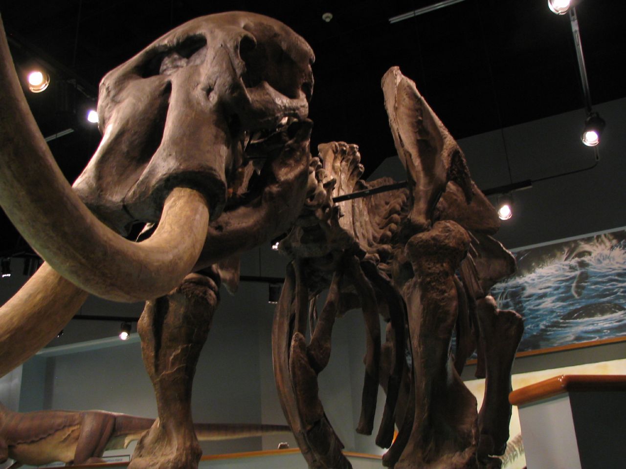 an animal skeleton is displayed in a museum