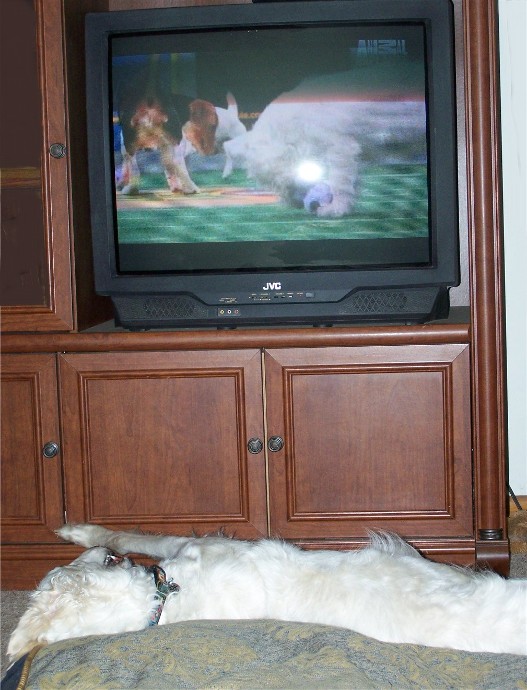 a large white dog laying in front of a tv