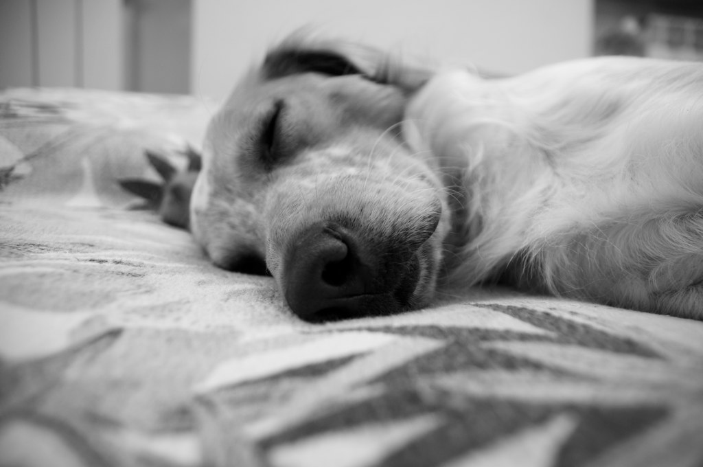 black and white pograph of dog taking a nap on bed