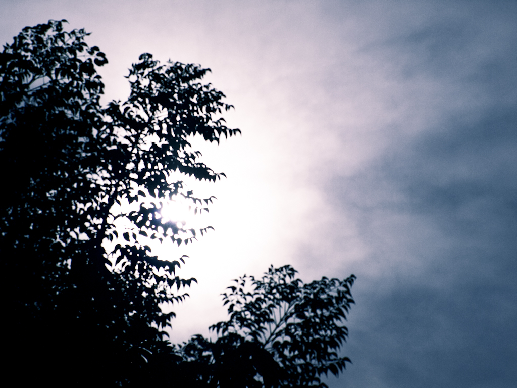 the tree tops against the bright sun are silhouetted by clouds