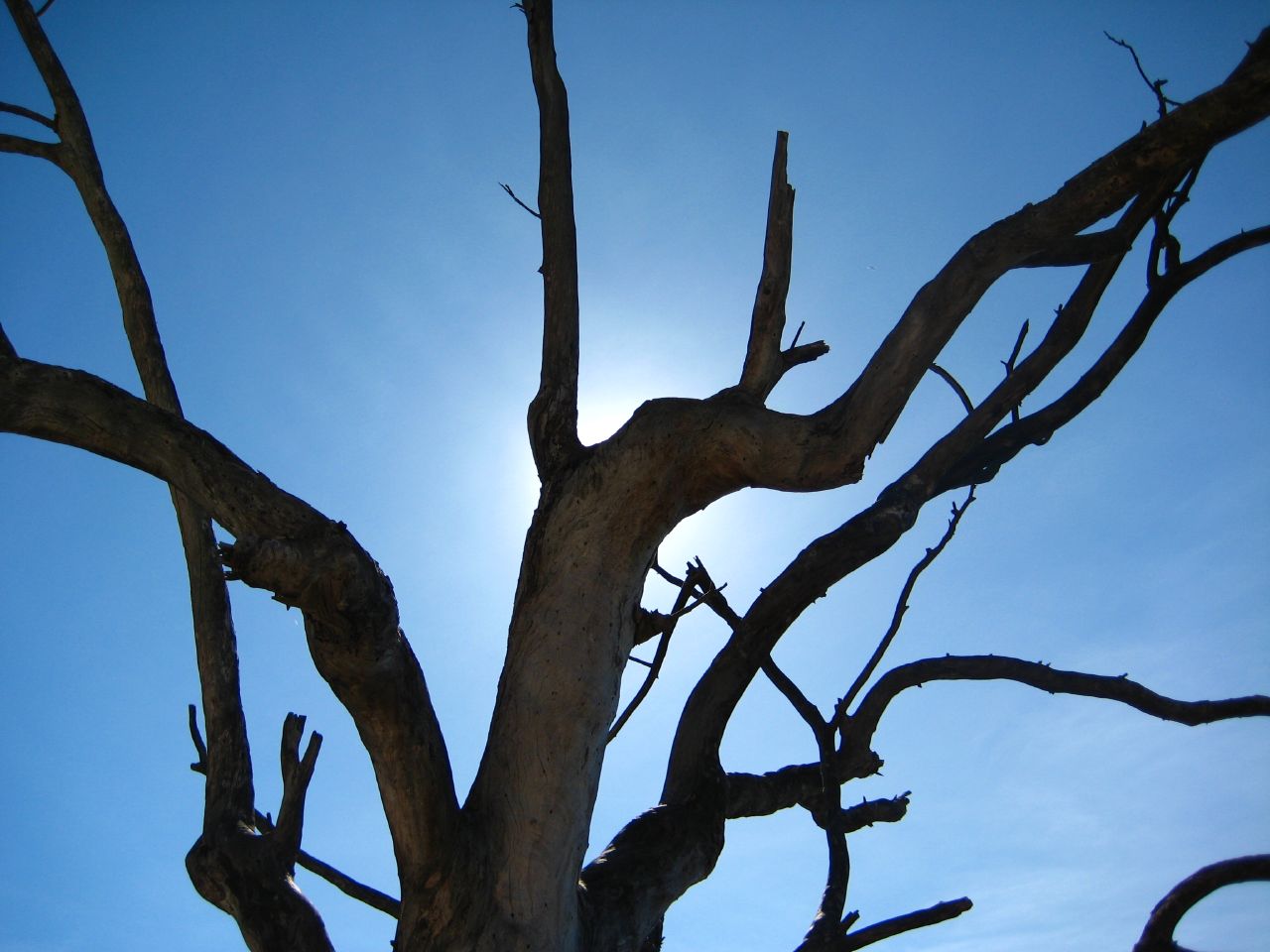 an old dead tree that is standing against a sky