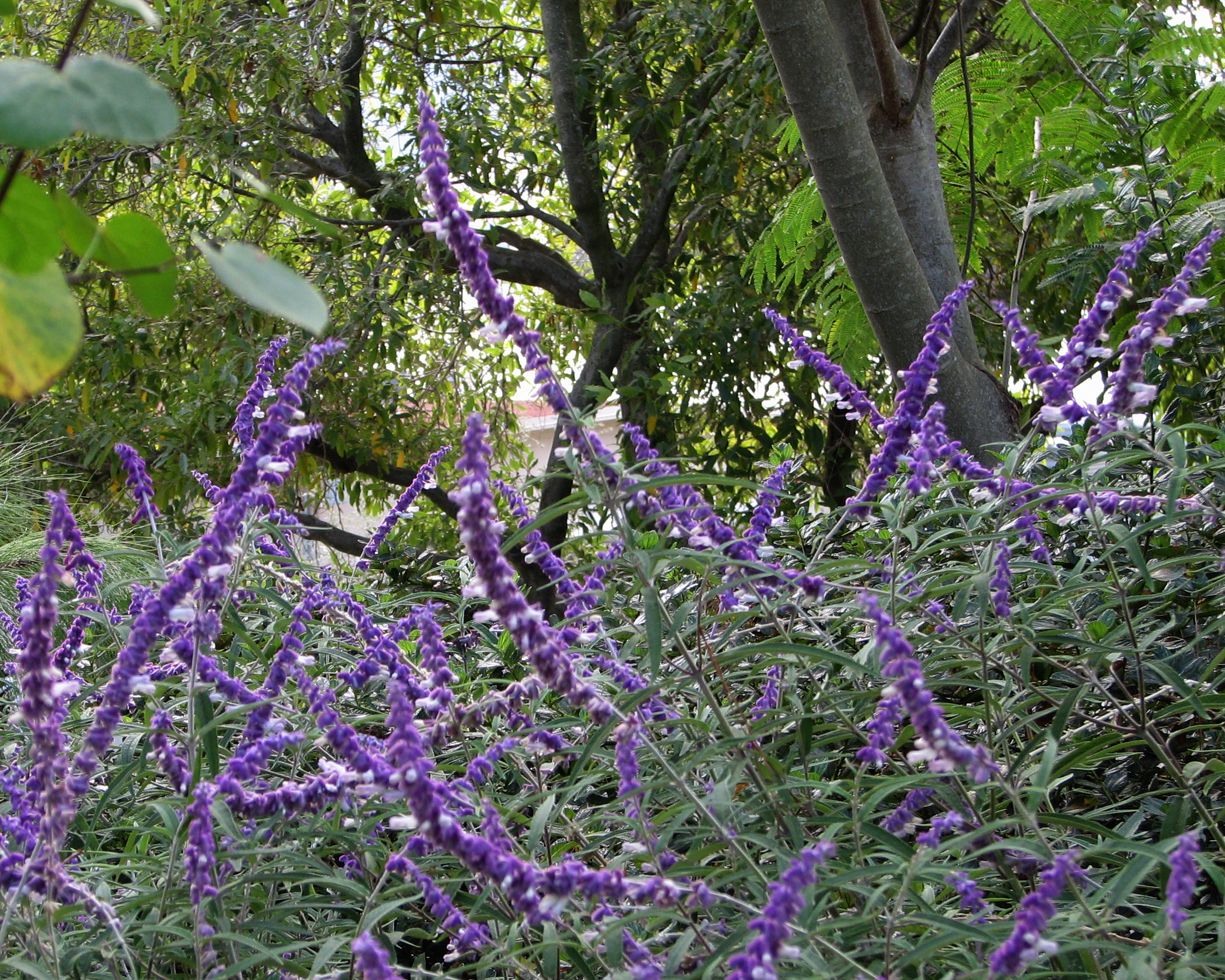 purple flowers are in full bloom outside near trees