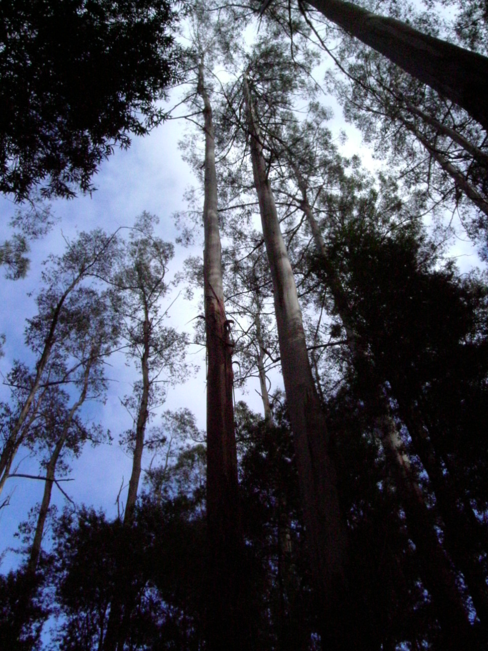 the tops of tall pine trees standing near each other