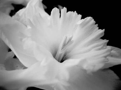 black and white pograph of a blooming flower