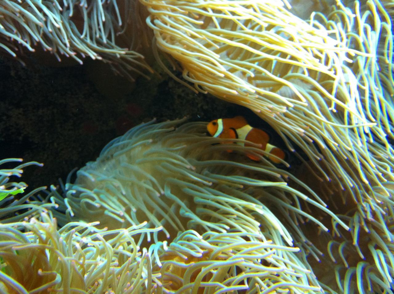 two clown fish swim in their sea anemone