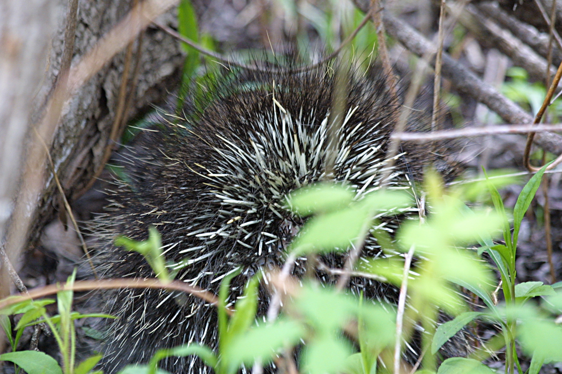 a porcupine is hiding among the leaves of a tree