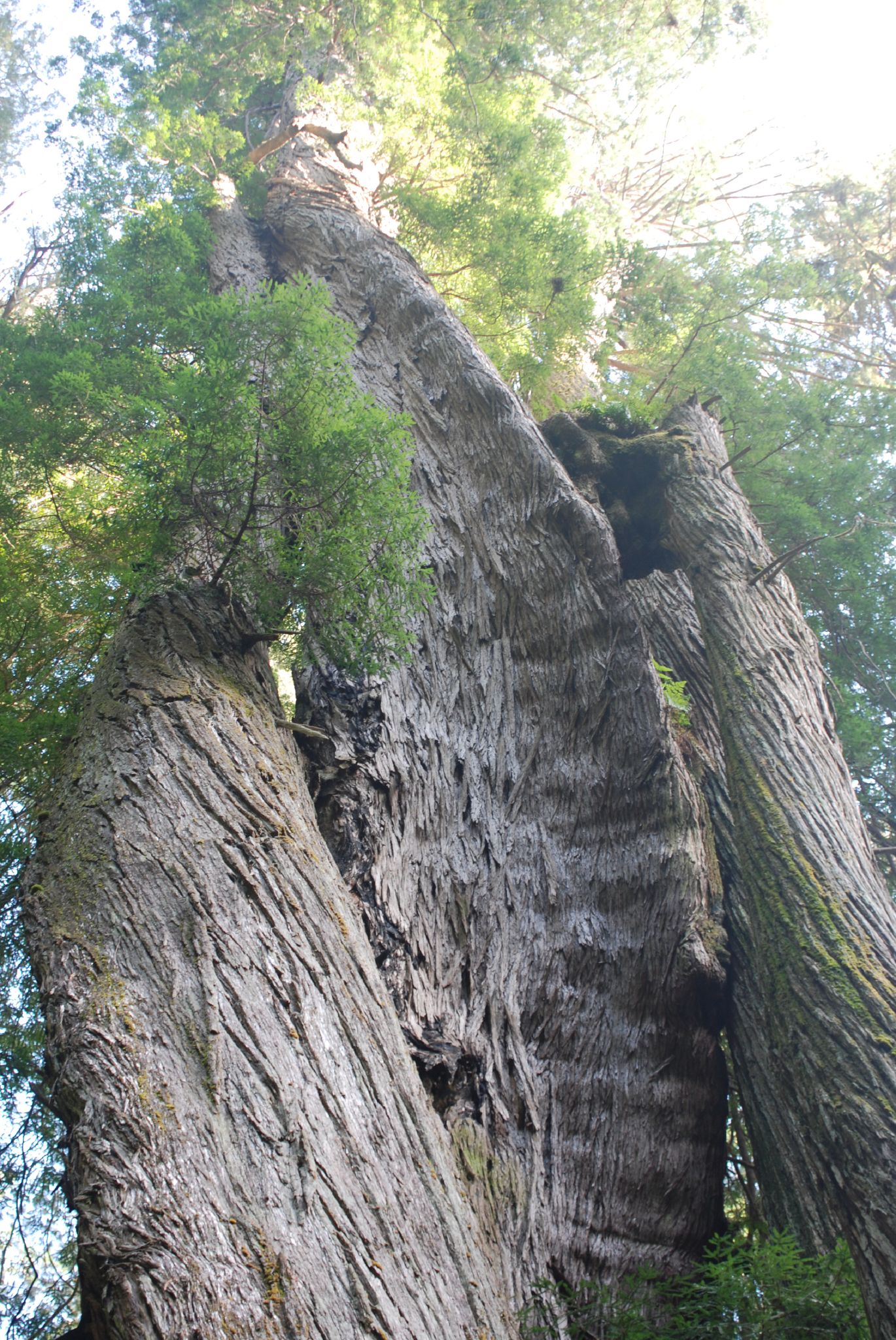 a large tree in a forest with very tall trunk