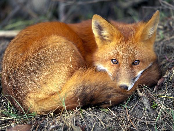 a red fox is laying on the ground in the grass