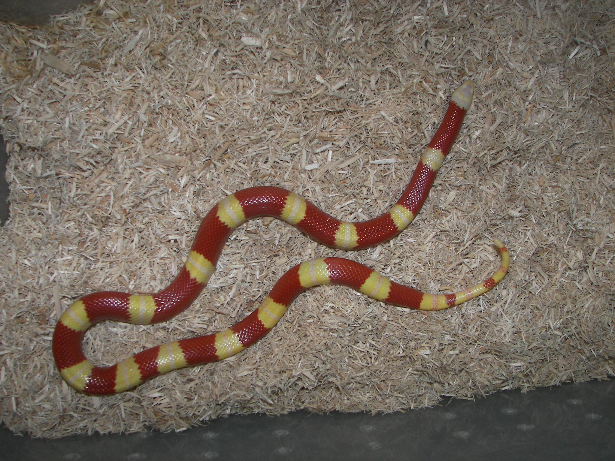 a snake that is on a piece of hay