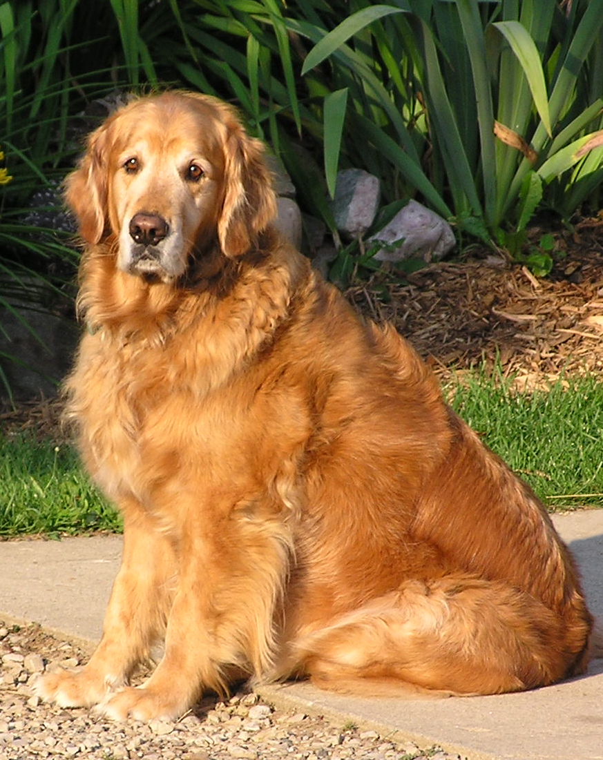 a close up of a dog sitting on the ground