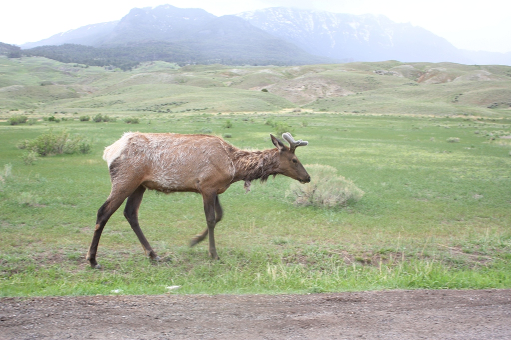 a brown goat with horns in the middle of the field