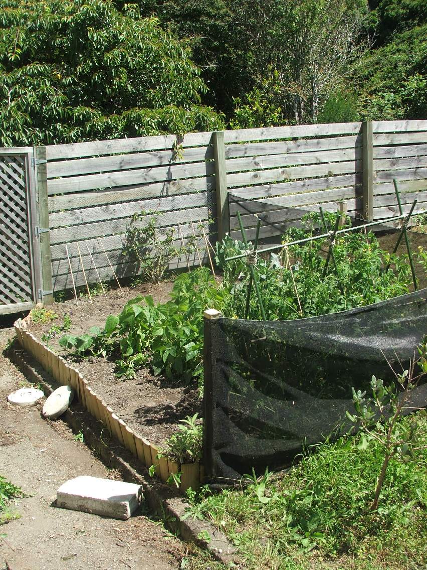 a yard with an open gate and green plants growing