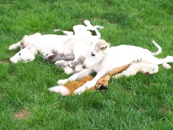 two white dogs fighting over a stuffed animal