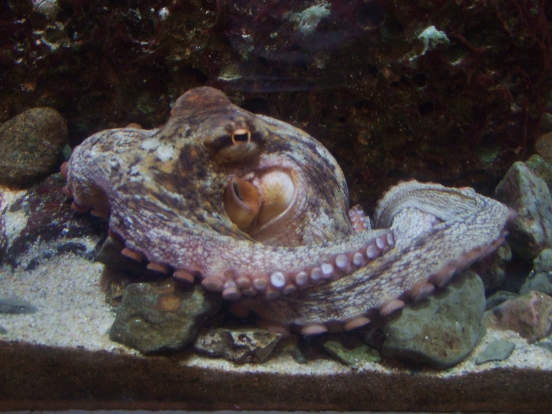 an octo sitting in the sand inside of a tank