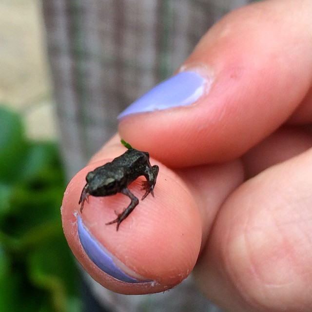 this tiny green frog is painted on his thumb