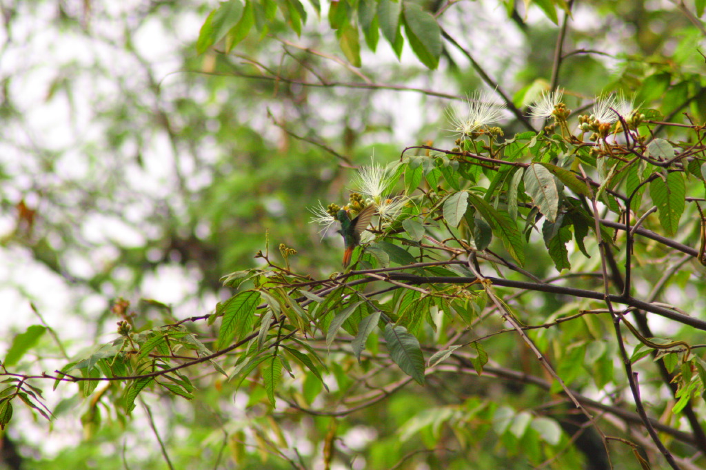 small leaves with buds on a tree in the fall