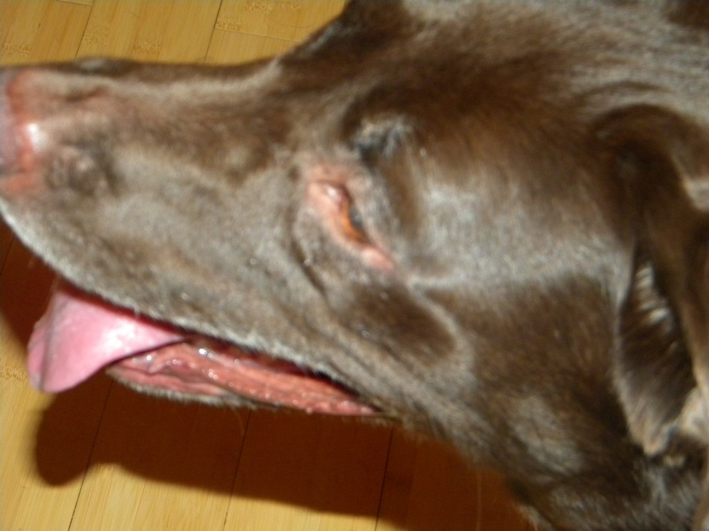 a dog panting and wearing a pink collar