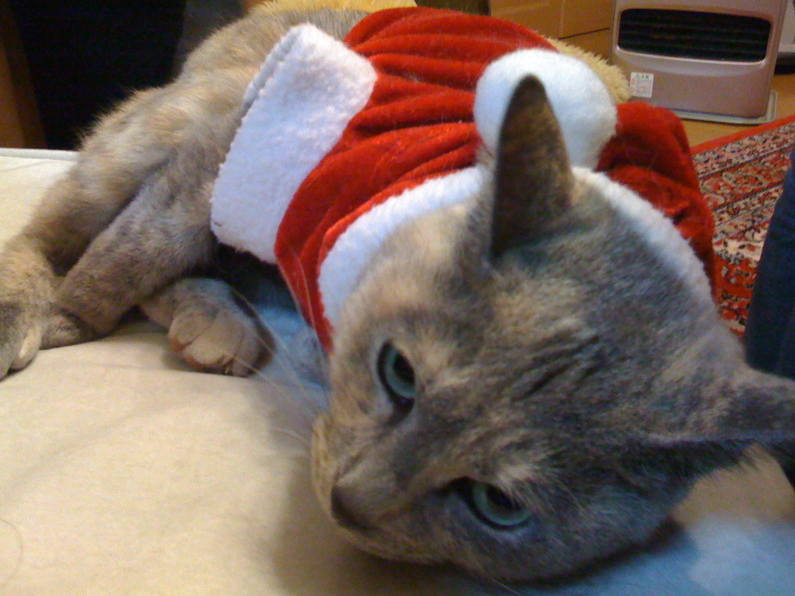 a gray cat in a santa hat with his head covered