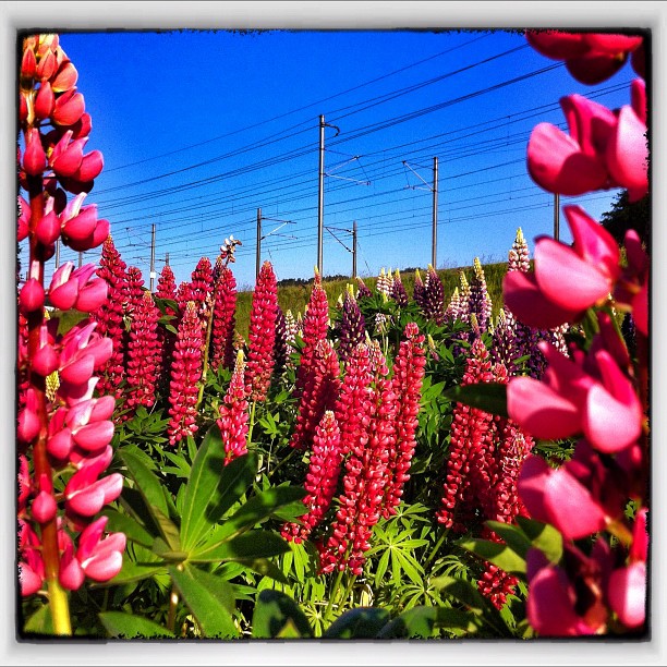 a field of flowers with power lines in the background