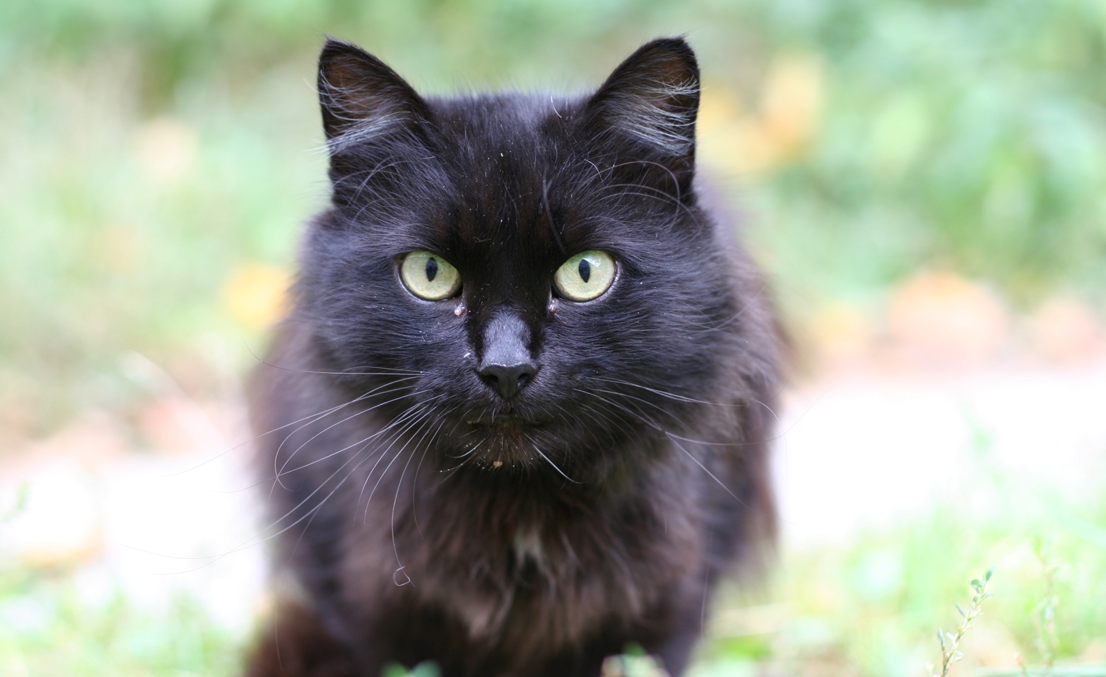 a black cat with green eyes stands on some grass