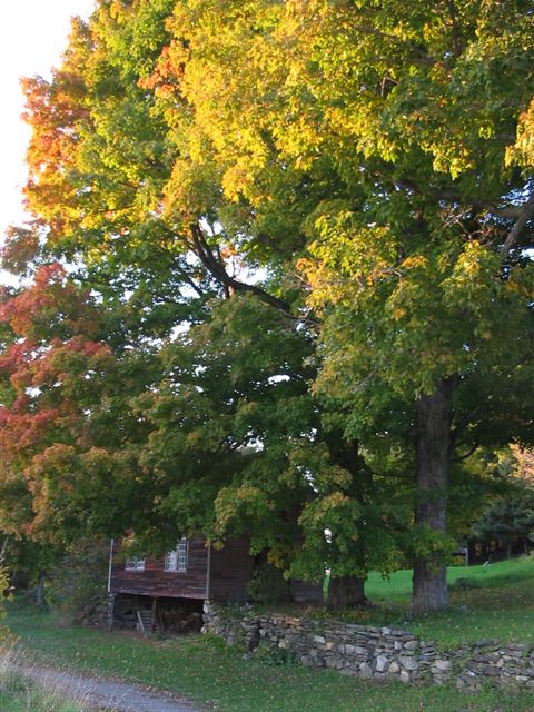 a park area with lots of trees, and a bench