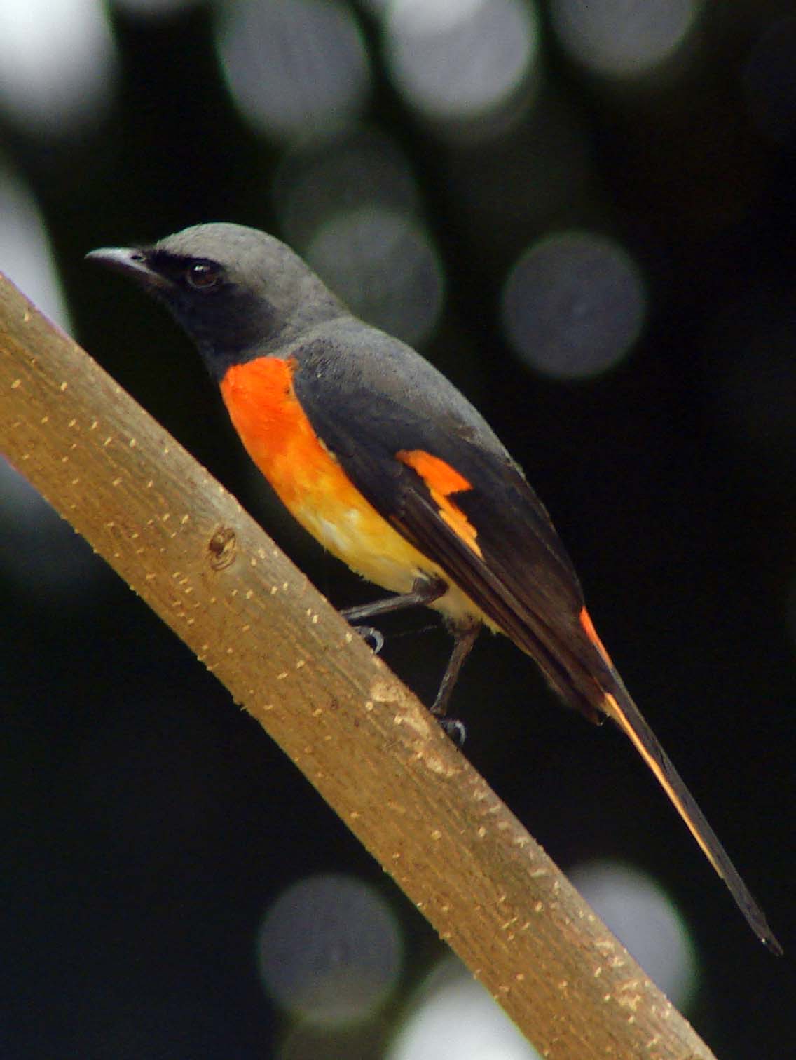 a small black and orange bird is standing on a nch