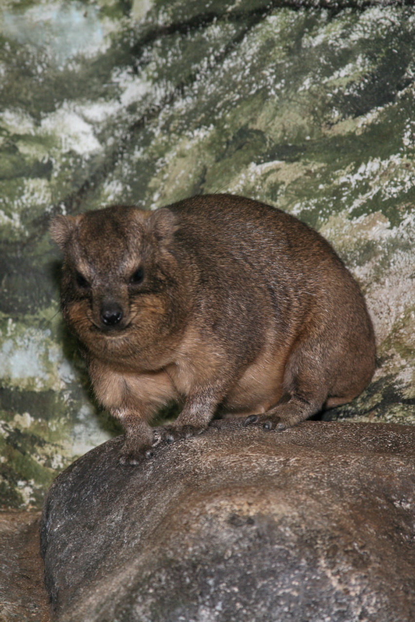 a small animal sitting on a rock near a green background