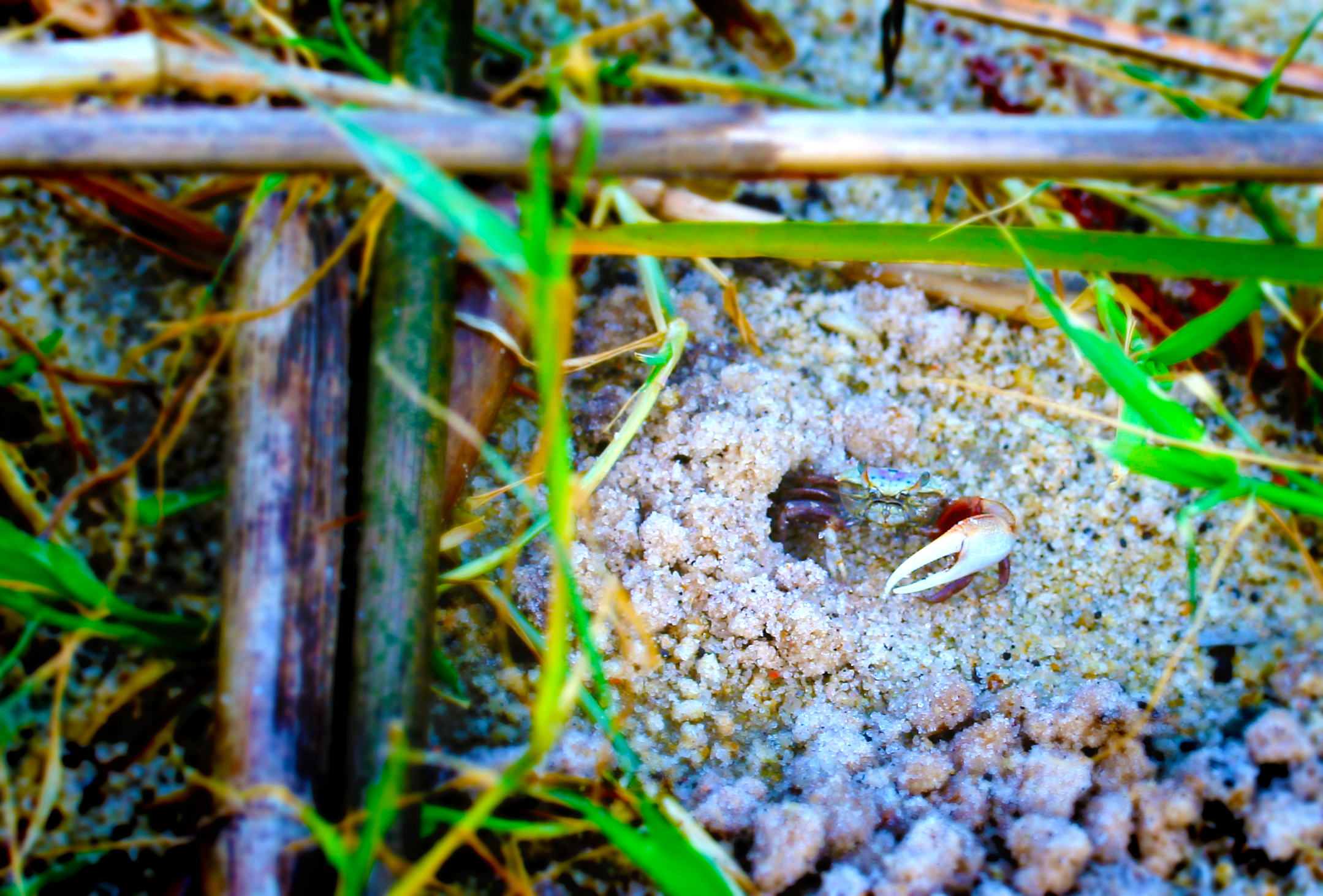 a small bug that is sitting in the dirt