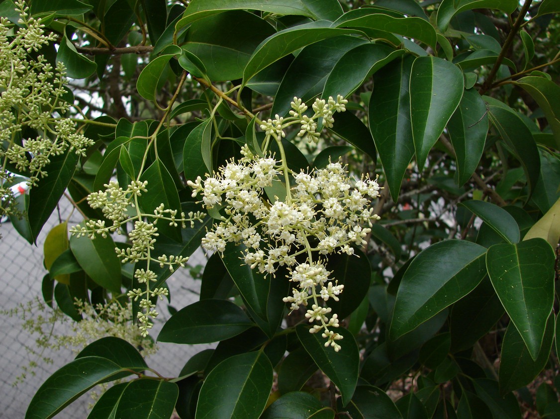 some white flowers are blooming on a green tree