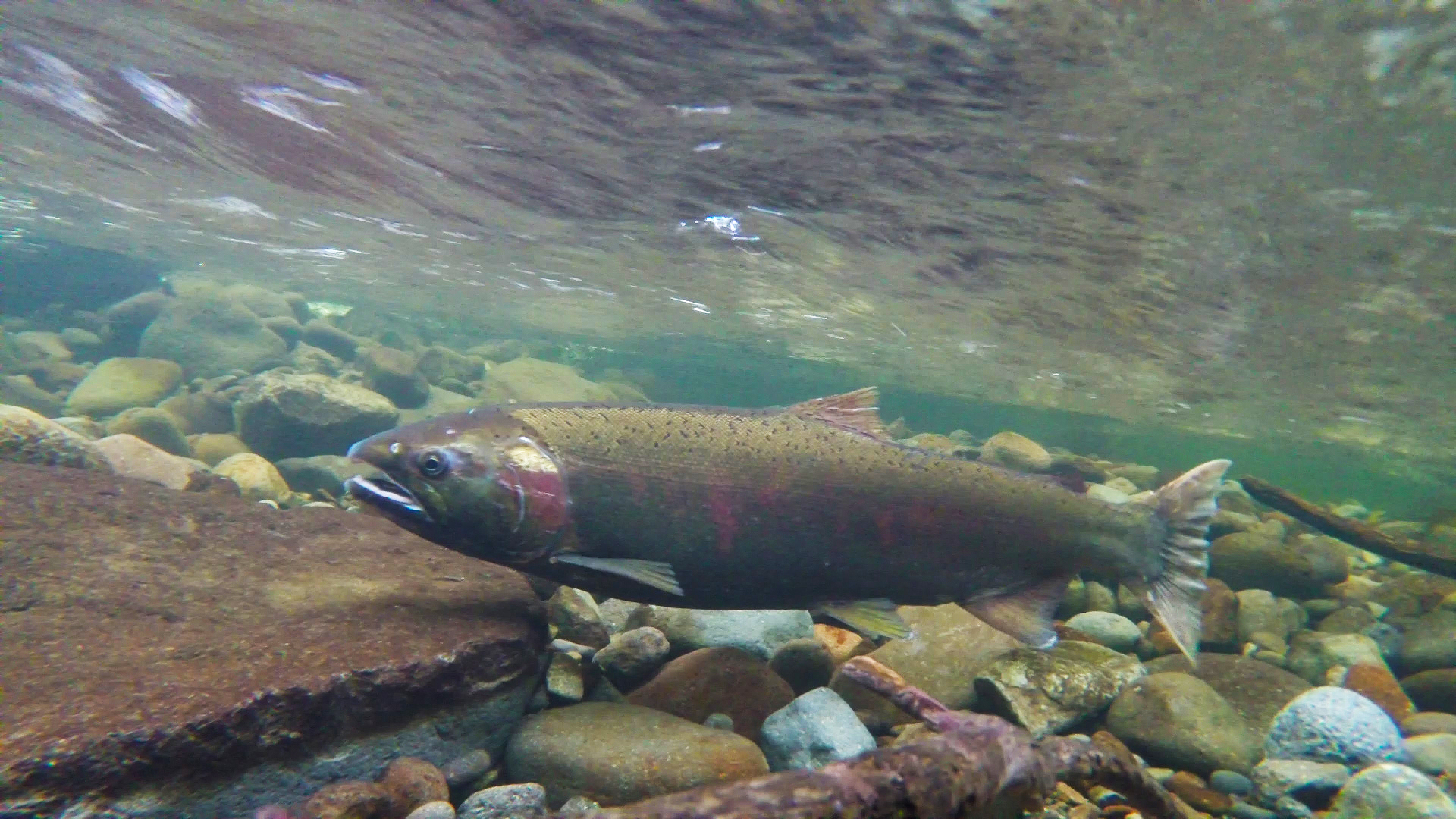 a fish swimming on rocks and water