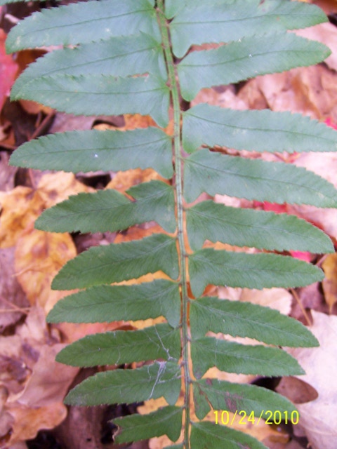 the large leaves are green and show no sign of age