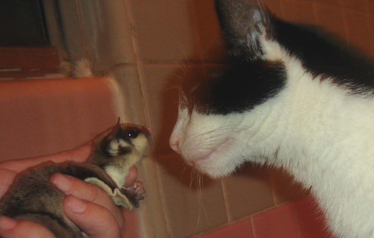 a man holding a mouse near a cat