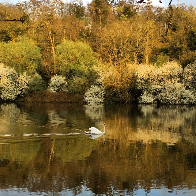 a white bird swims on top of the lake
