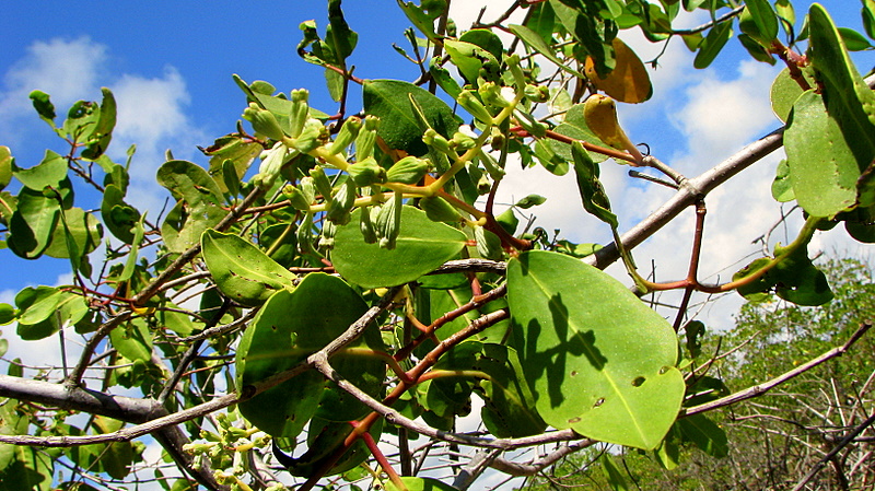 green leaves are on nches with a blue sky