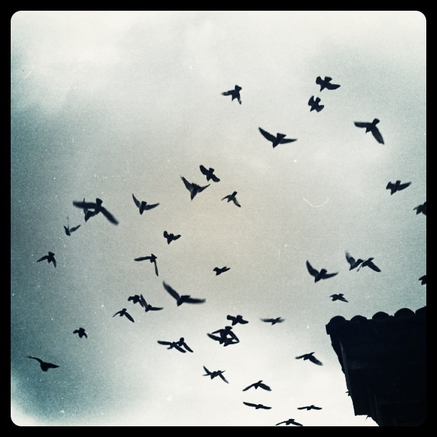 black birds in flight against a gray sky