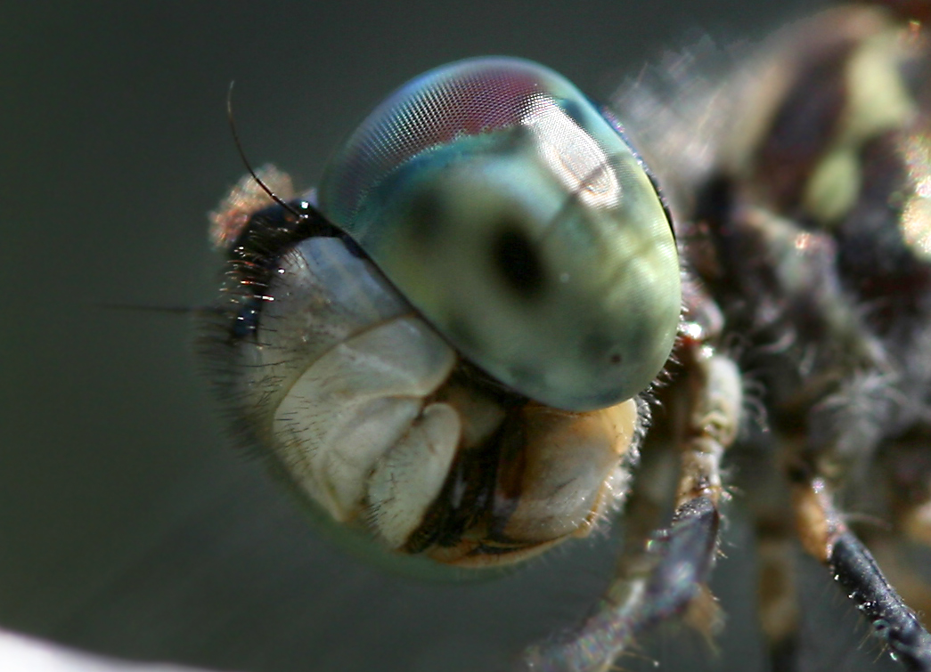 an extreme close up image of a fly looking straight into the camera