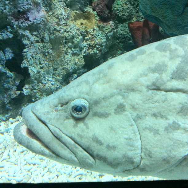 a big fish that is sitting in the water