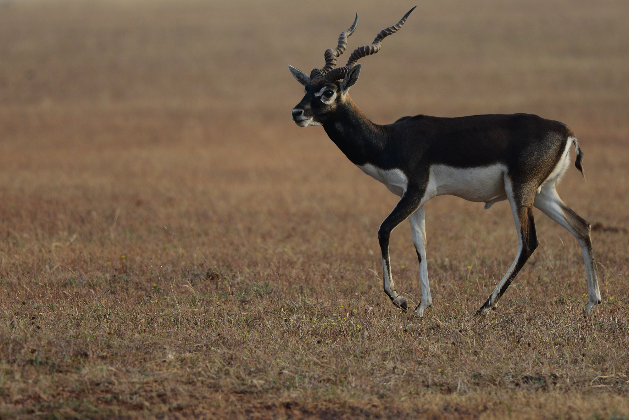 a gazelle stands in the middle of a grassy plain