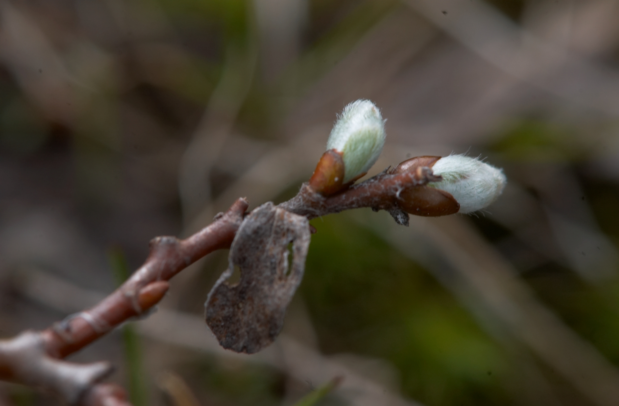 some small buds are emerging from a nch