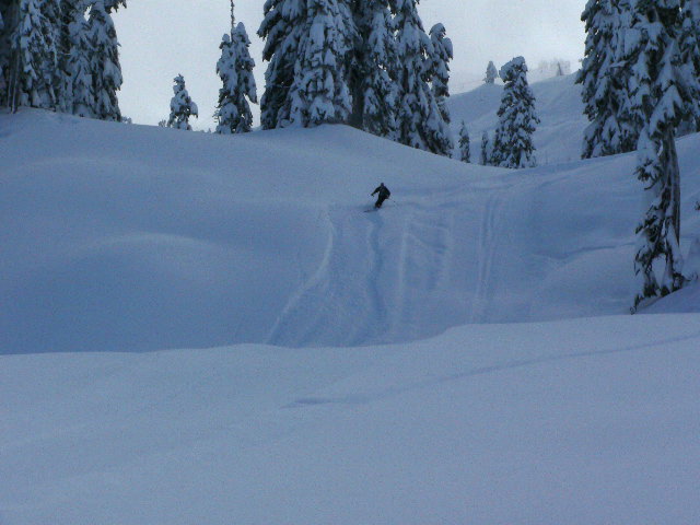 snow covered pine trees with a skier skiing